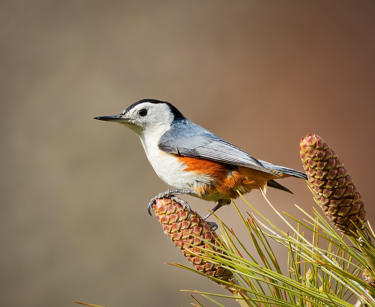 White-cheeked Nuthatch - ML635433763