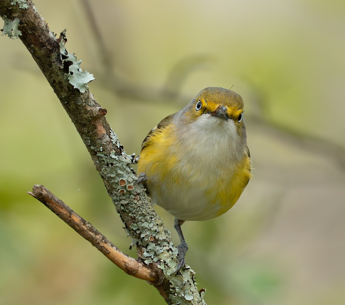 Weißaugenvireo - ML635433773