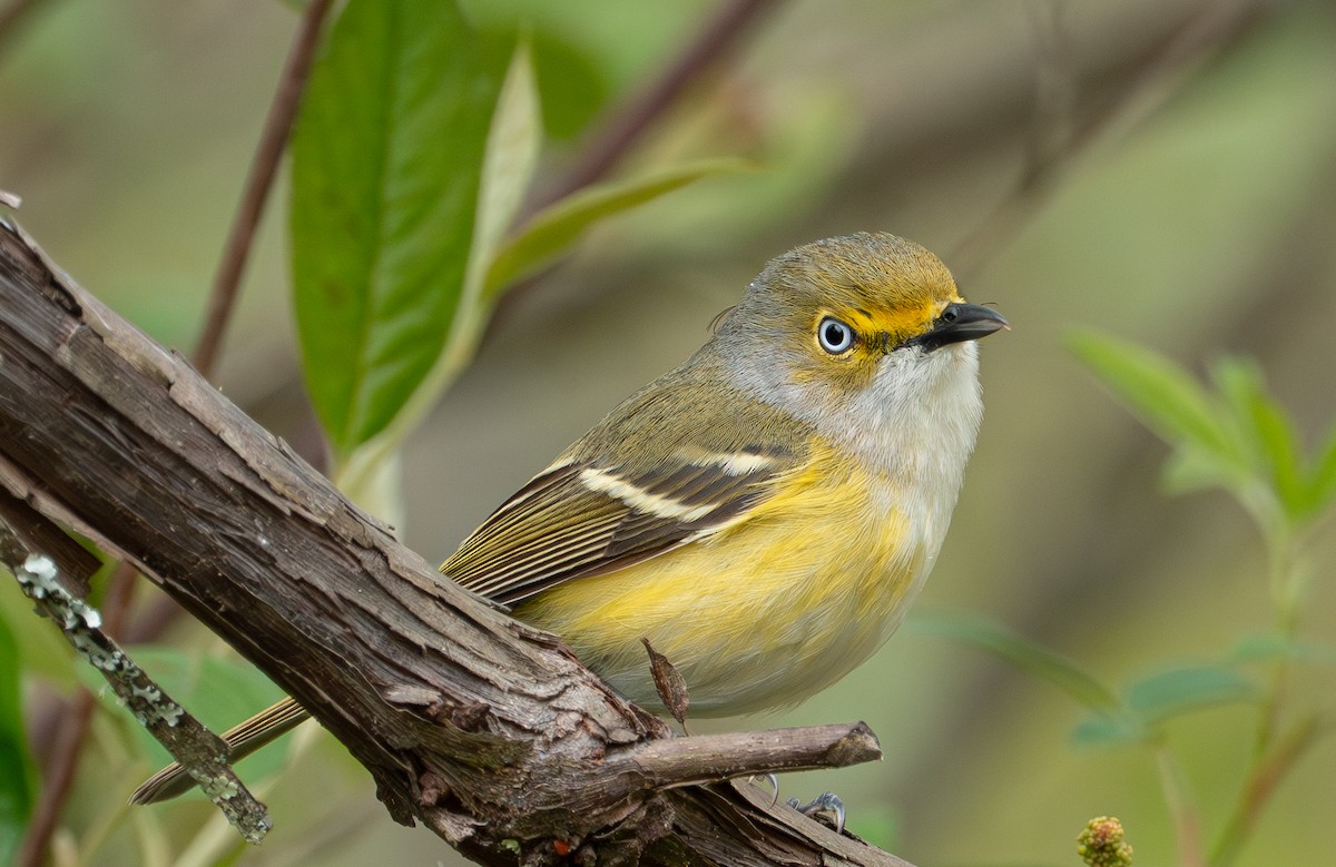 Weißaugenvireo - ML635433774