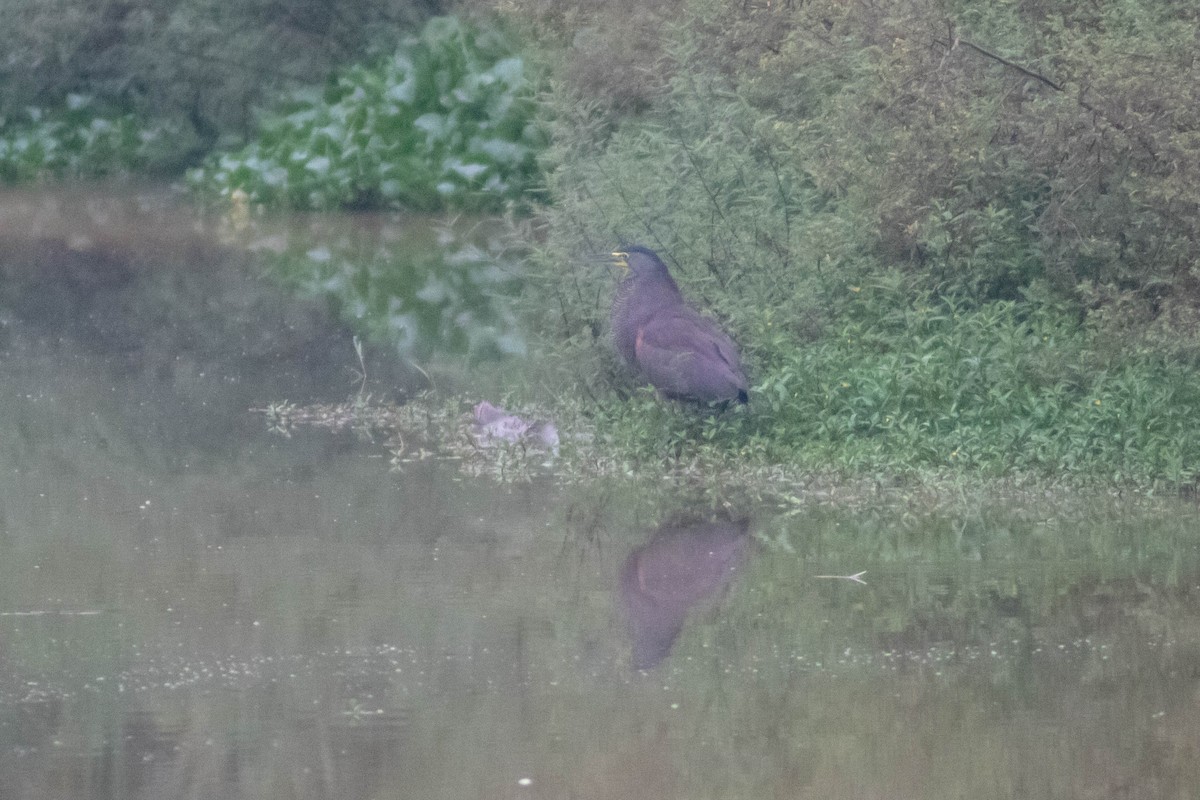 Bare-throated Tiger-Heron - ML635433813