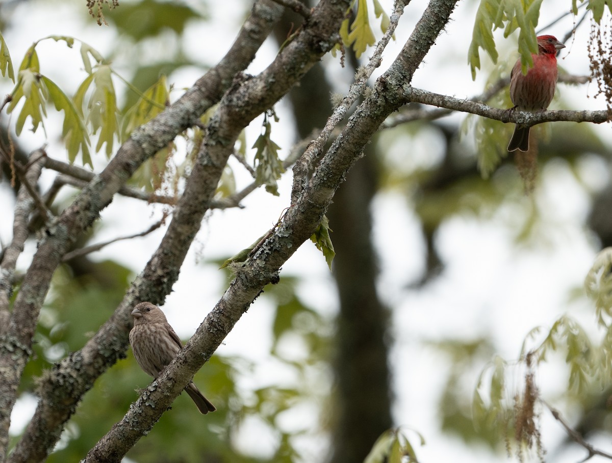 Purpurgimpel - ML635433819