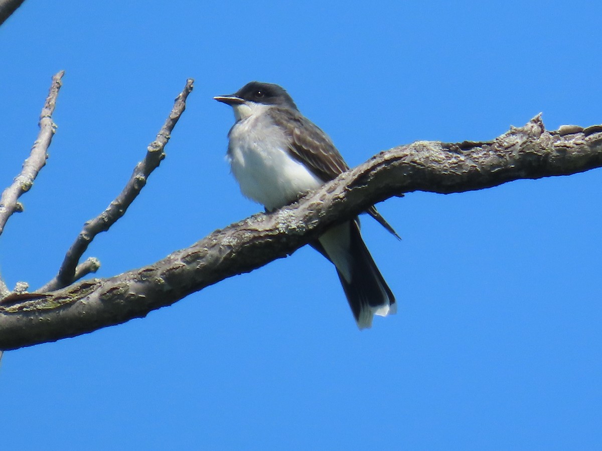 Eastern Kingbird - ML635433872