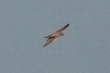 Eurasian Goshawk - ML635433880