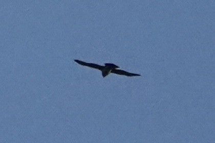 Eurasian Goshawk - ML635433881