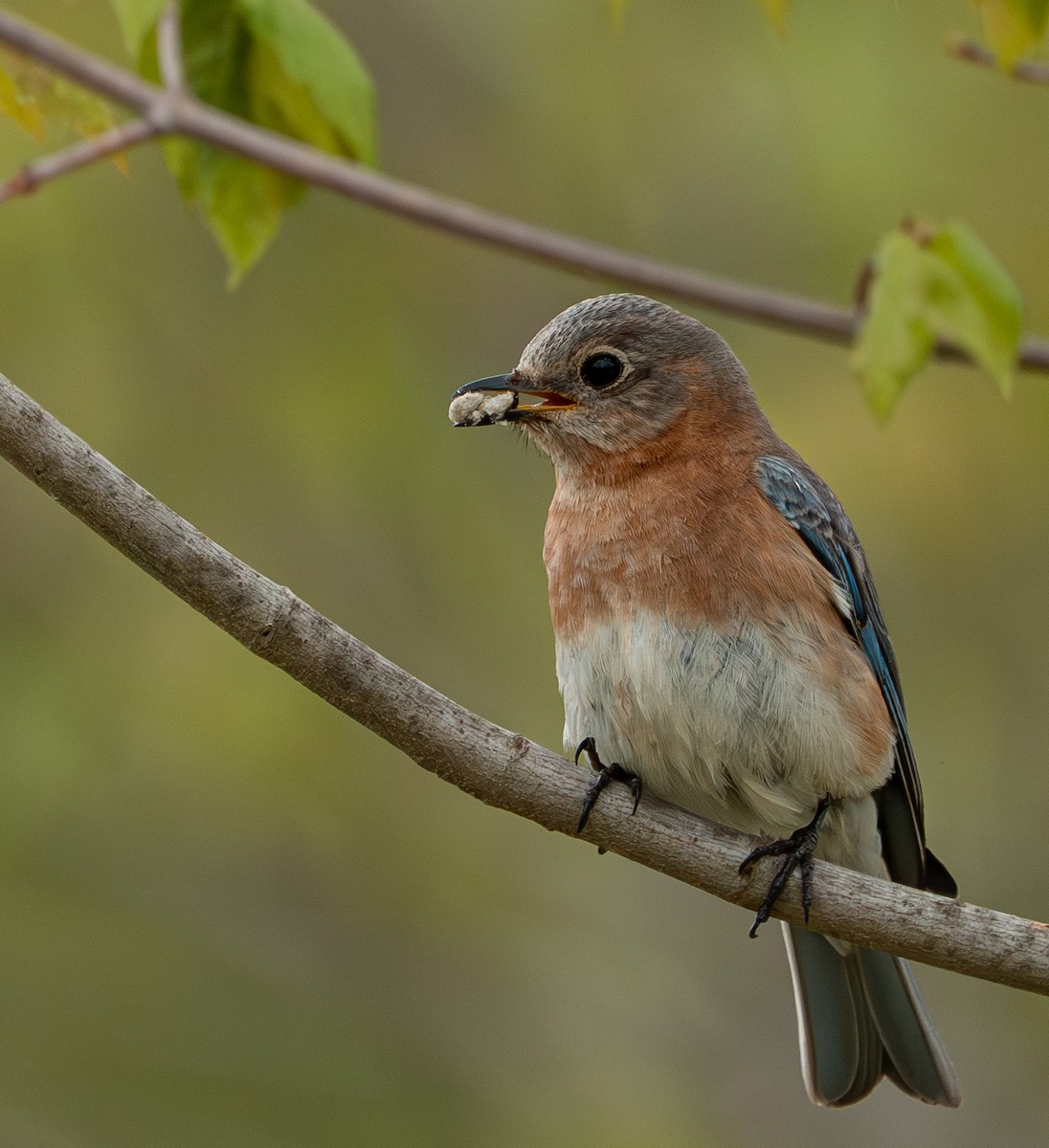 Rotkehl-Hüttensänger - ML635433898