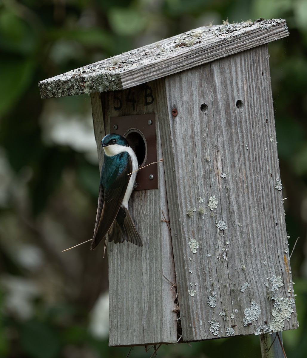 Sumpfschwalbe - ML635433921