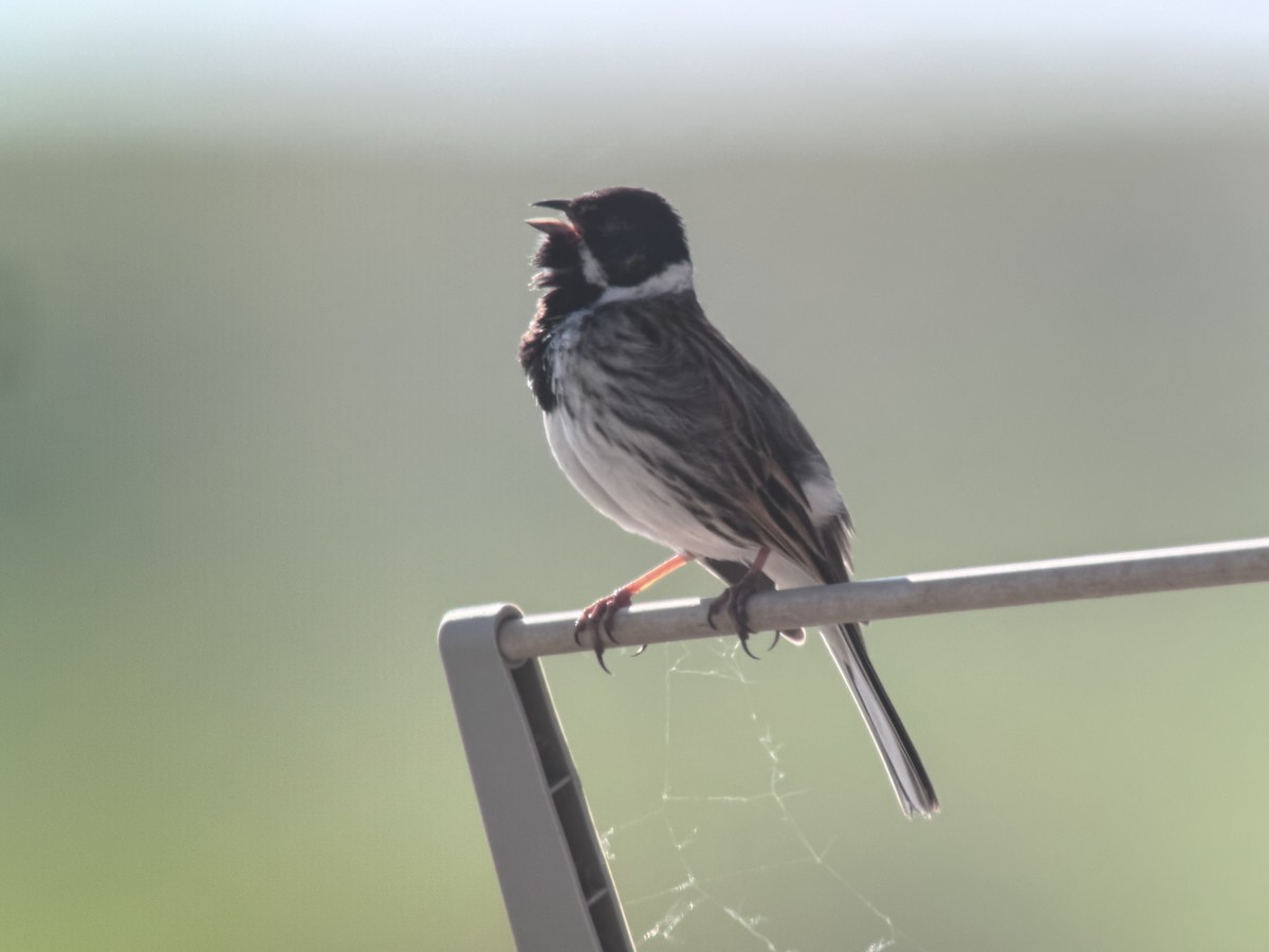 Reed Bunting - ML635433935