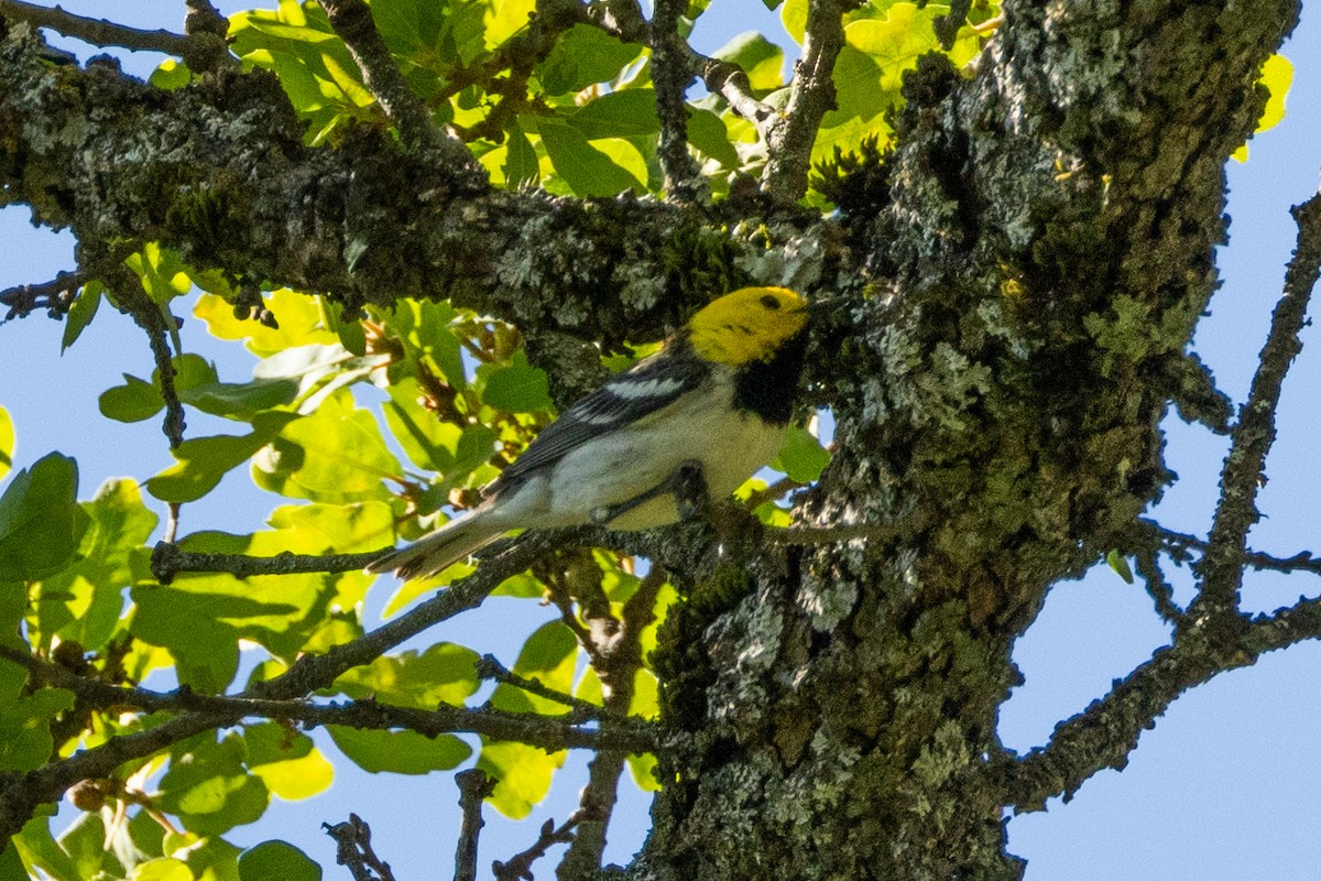 barnålparula - ML635433956