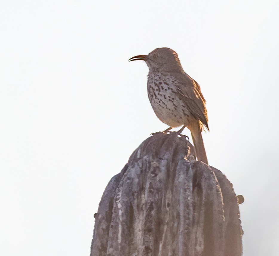 Gray Thrasher - ML635433973