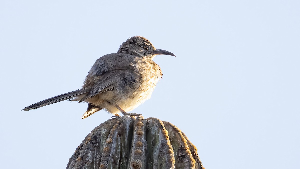 Gray Thrasher - ML635433974
