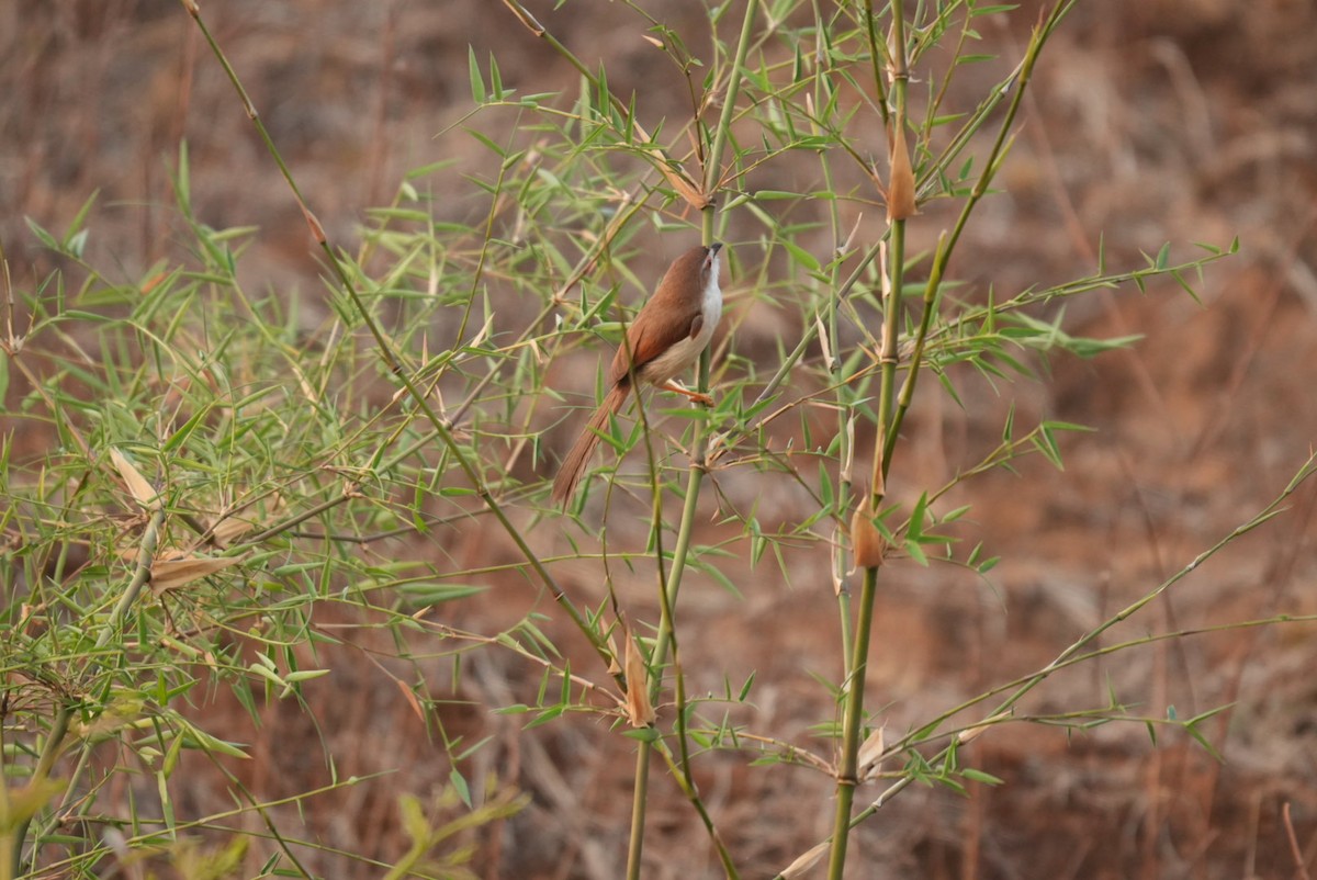 Yellow-eyed Babbler - ML635433991