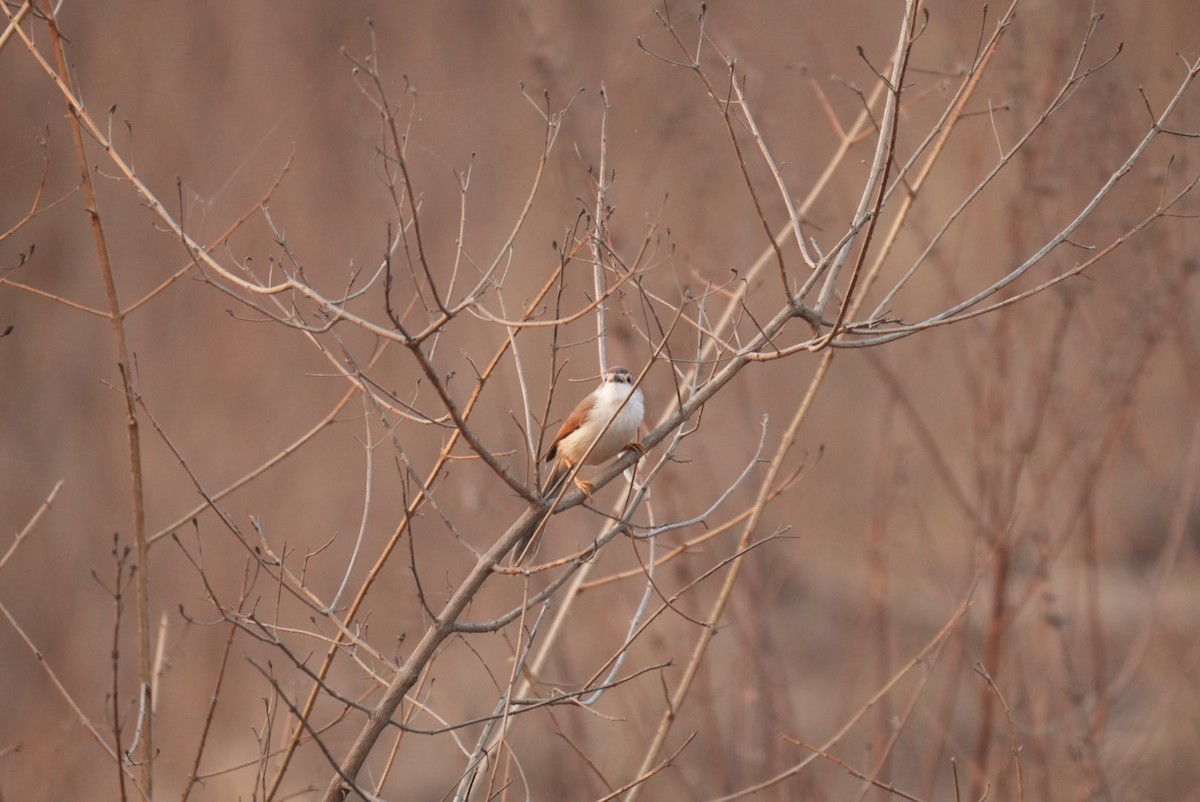 Yellow-eyed Babbler - ML635433992