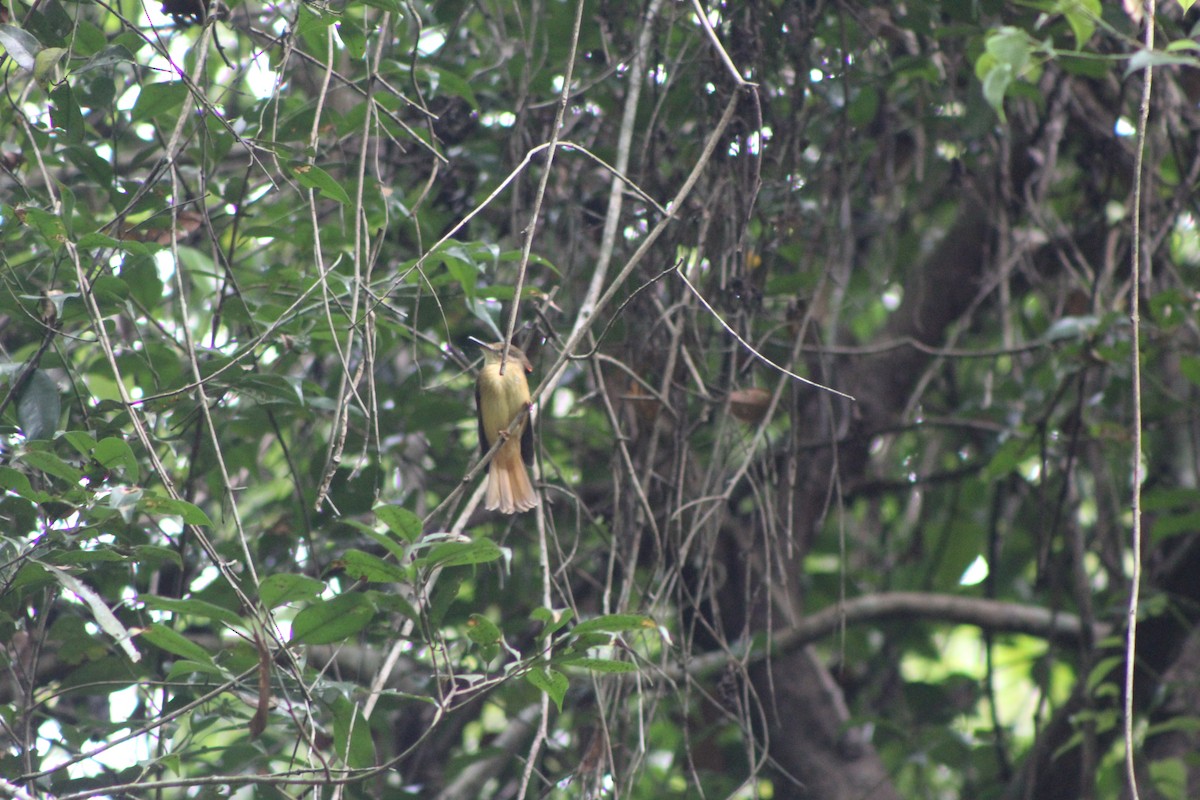 Tropical Royal Flycatcher (Northern) - ML635434020