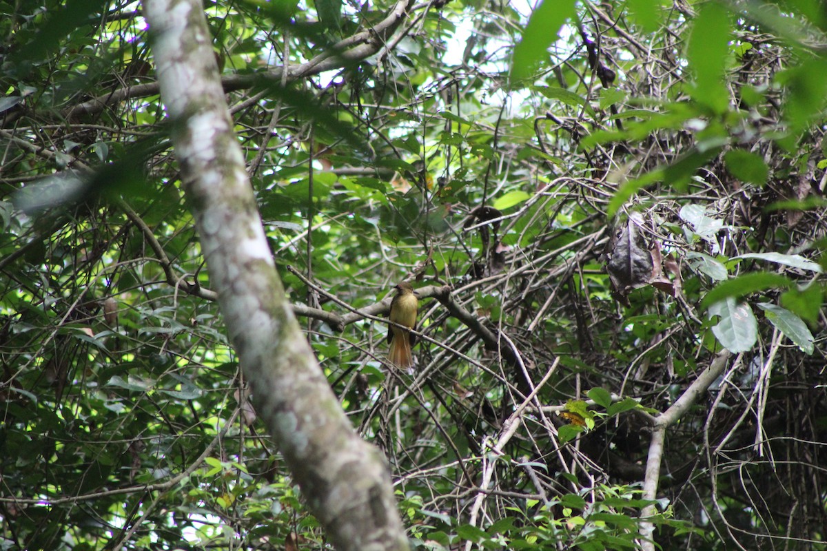 Tropical Royal Flycatcher (Northern) - ML635434022