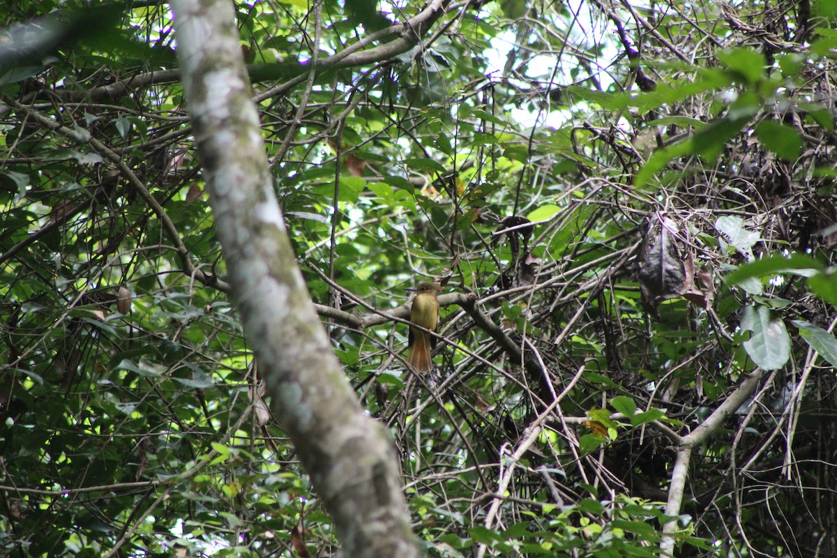 Tropical Royal Flycatcher (Northern) - ML635434025