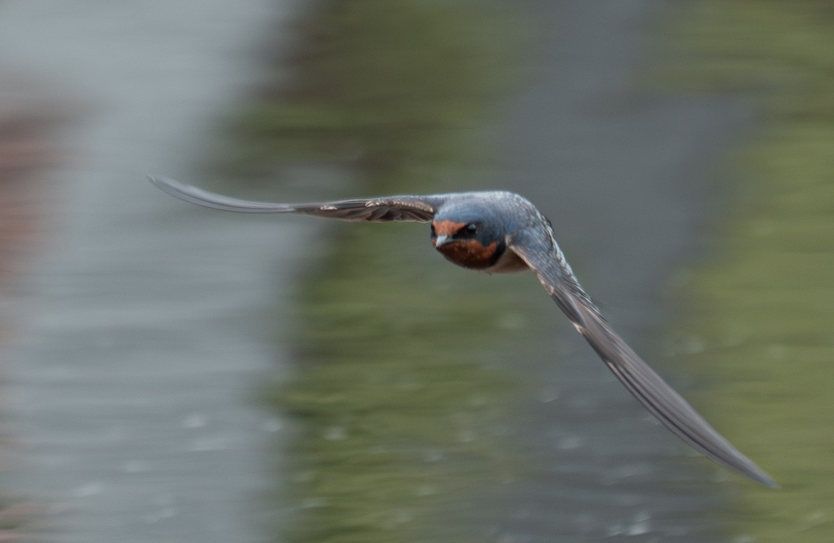 Rauchschwalbe - ML635434072