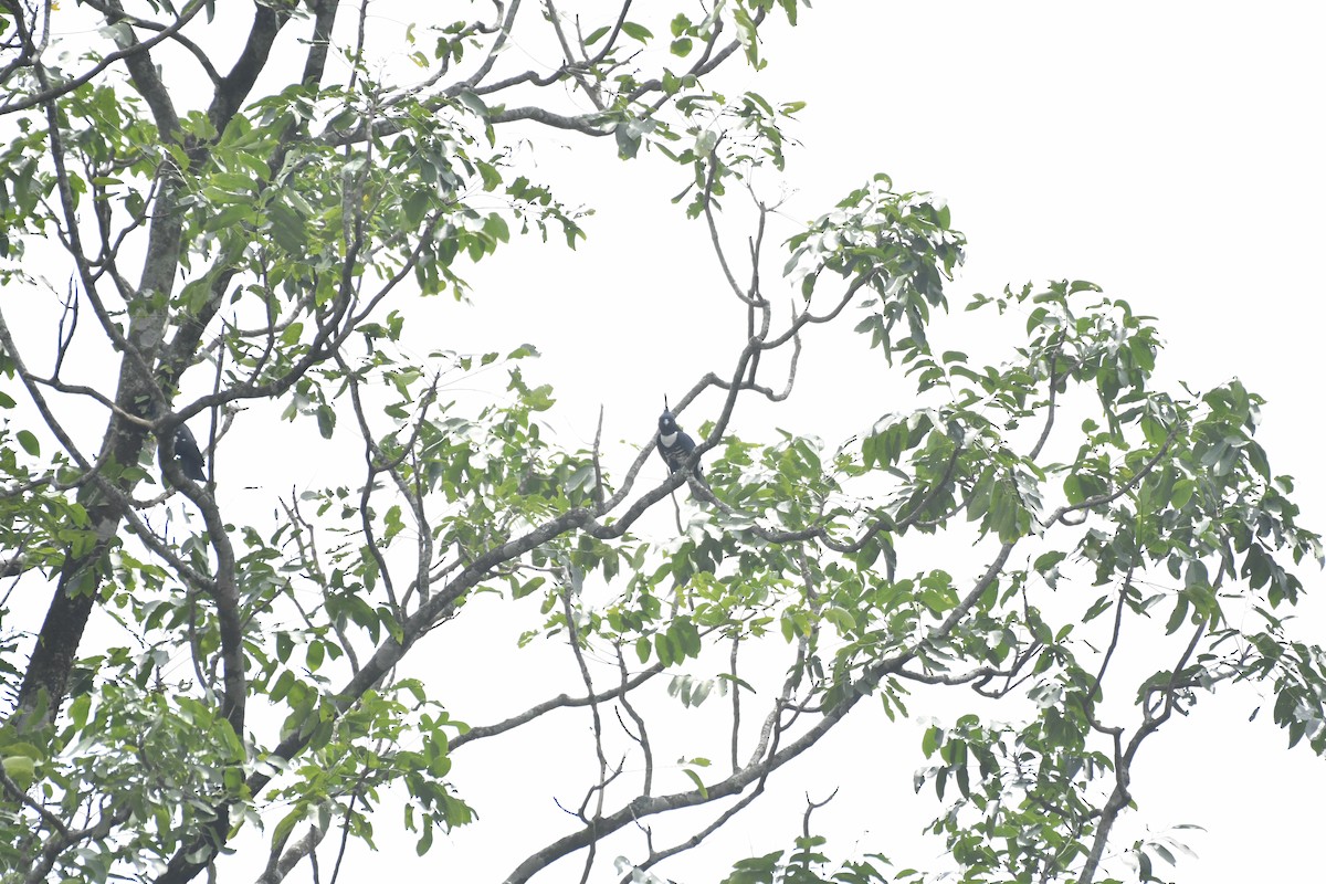 クロカッコウハヤブサ - ML635434084