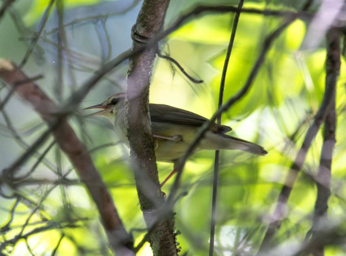 チャカブリアメリカムシクイ - ML635434096