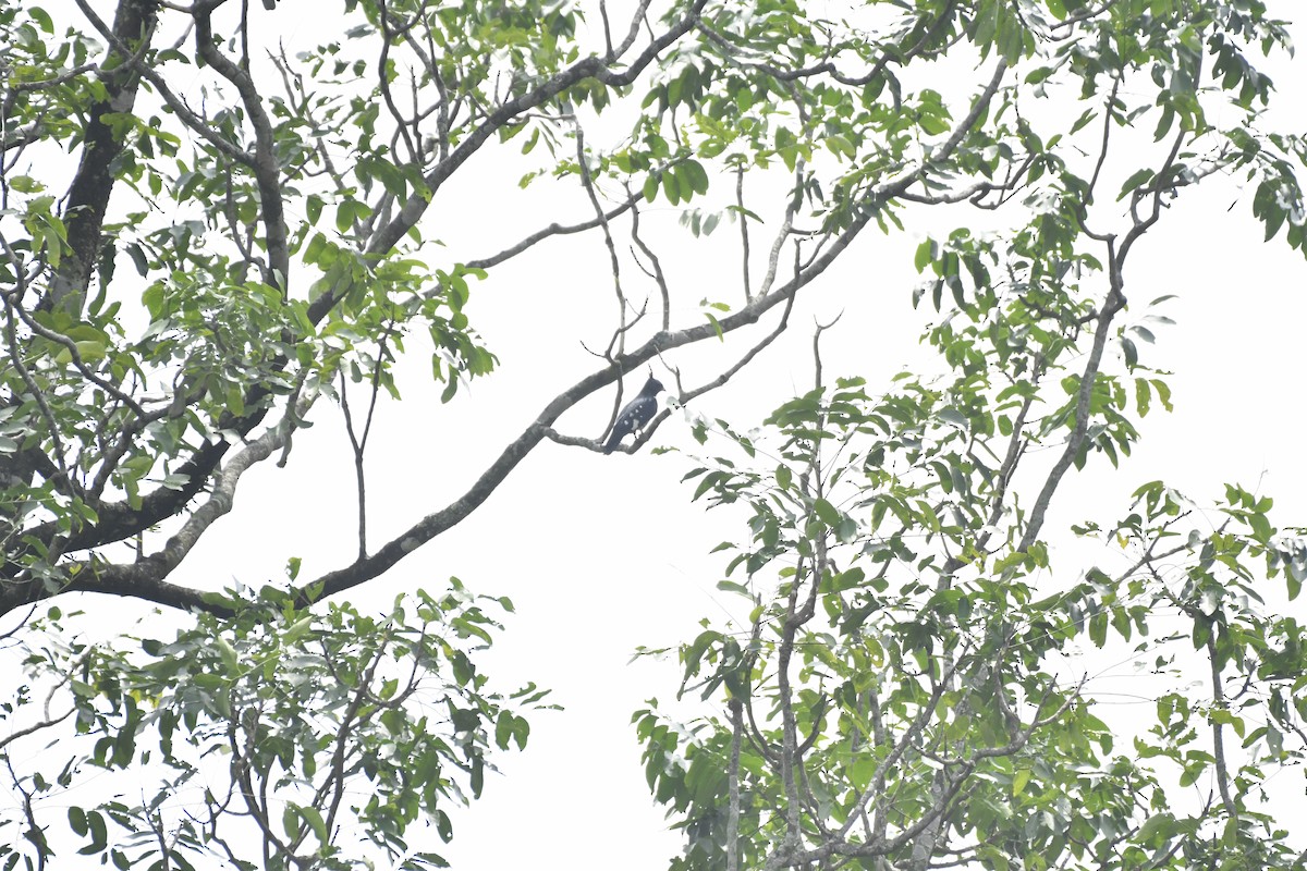 クロカッコウハヤブサ - ML635434105