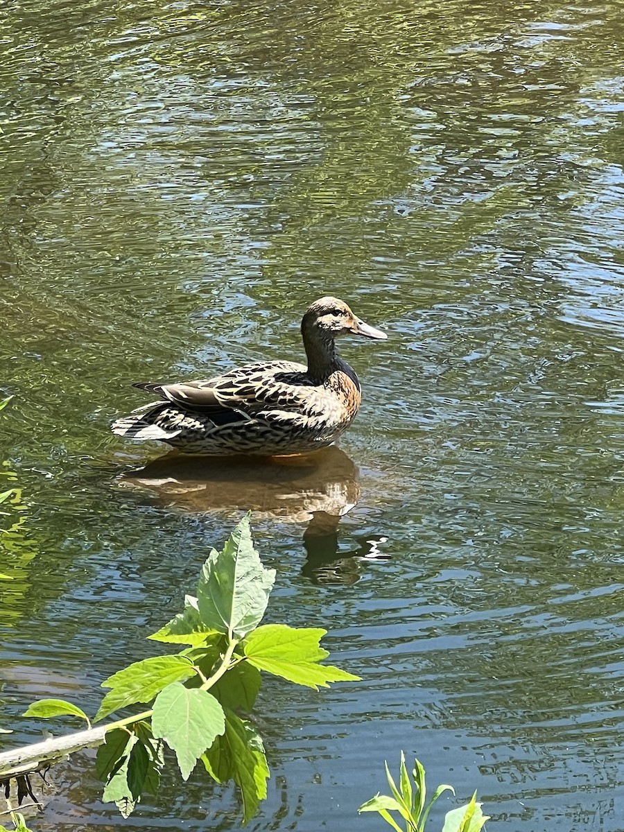 Зэрлэг нугас - ML635434183