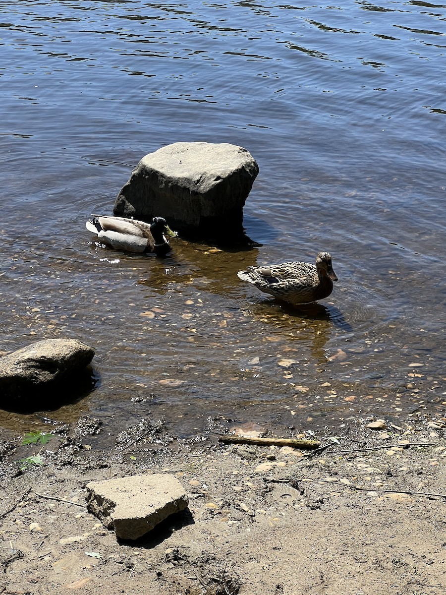 Зэрлэг нугас - ML635434185