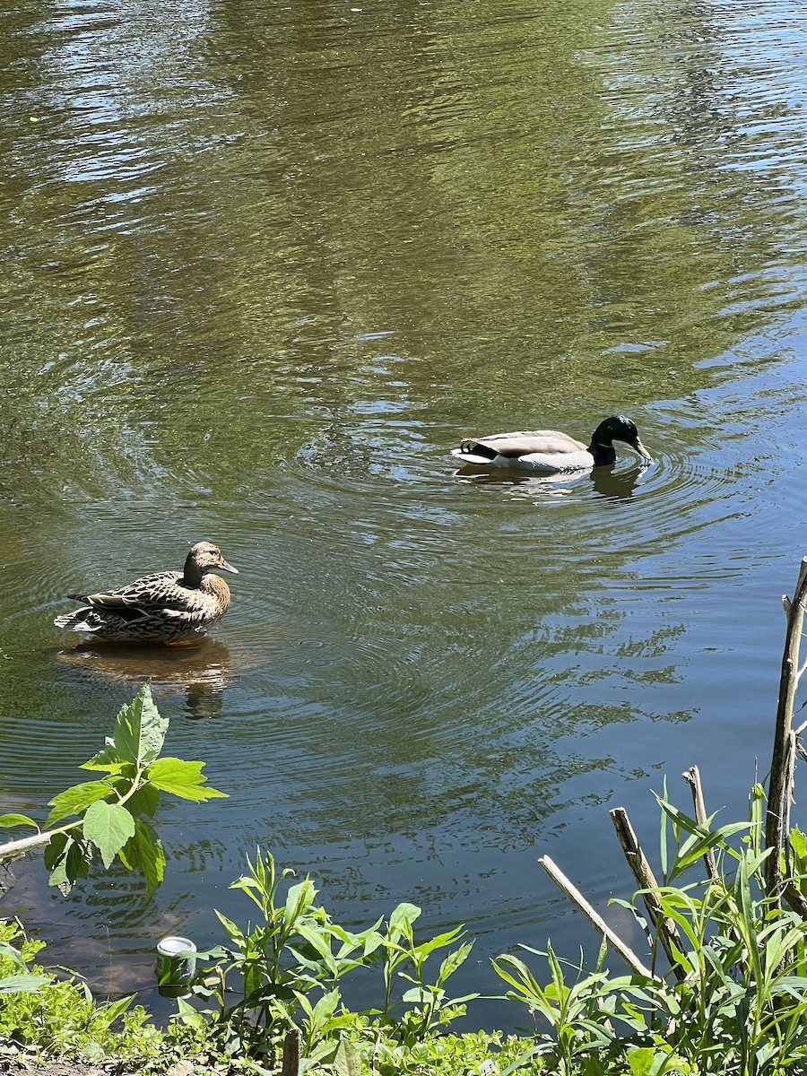 Зэрлэг нугас - ML635434186