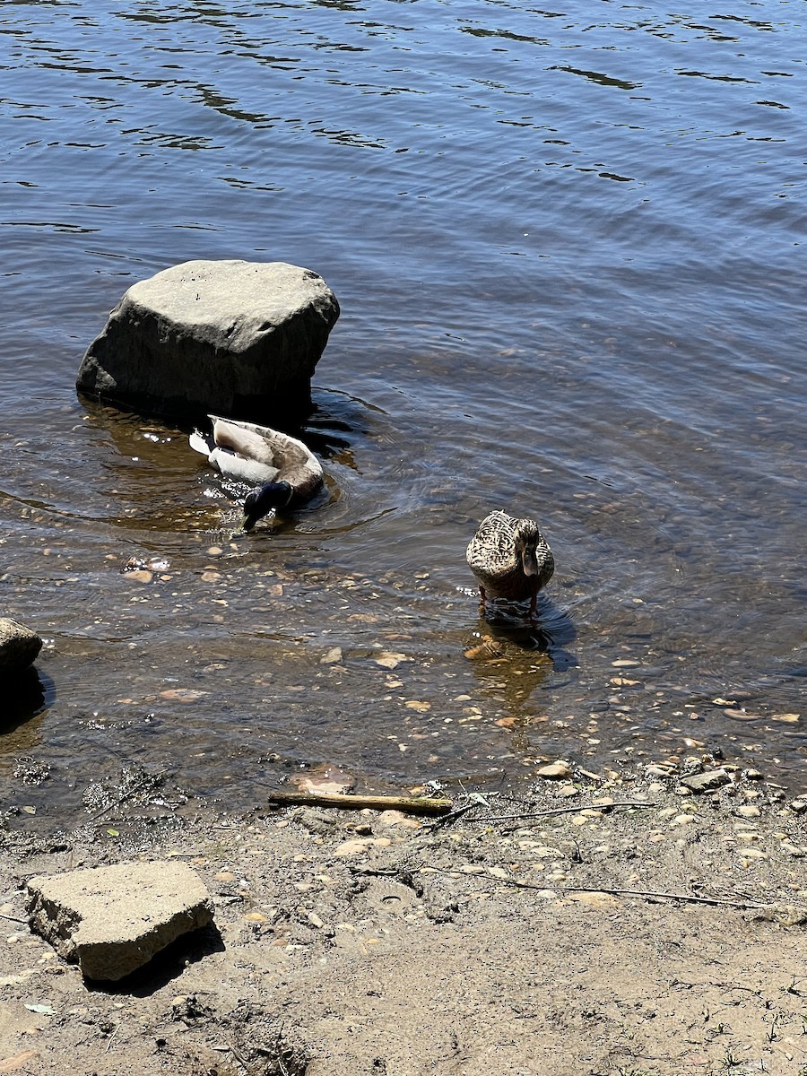 Зэрлэг нугас - ML635434187