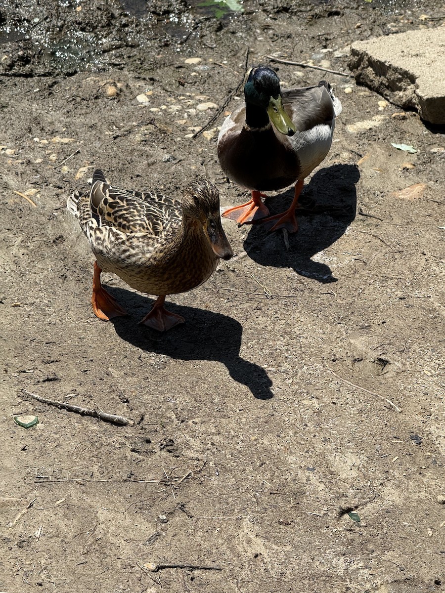 Зэрлэг нугас - ML635434188