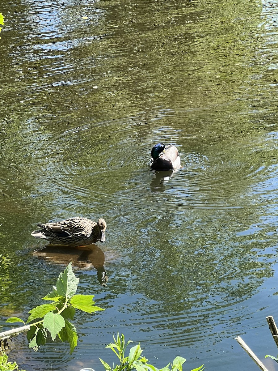 Зэрлэг нугас - ML635434189