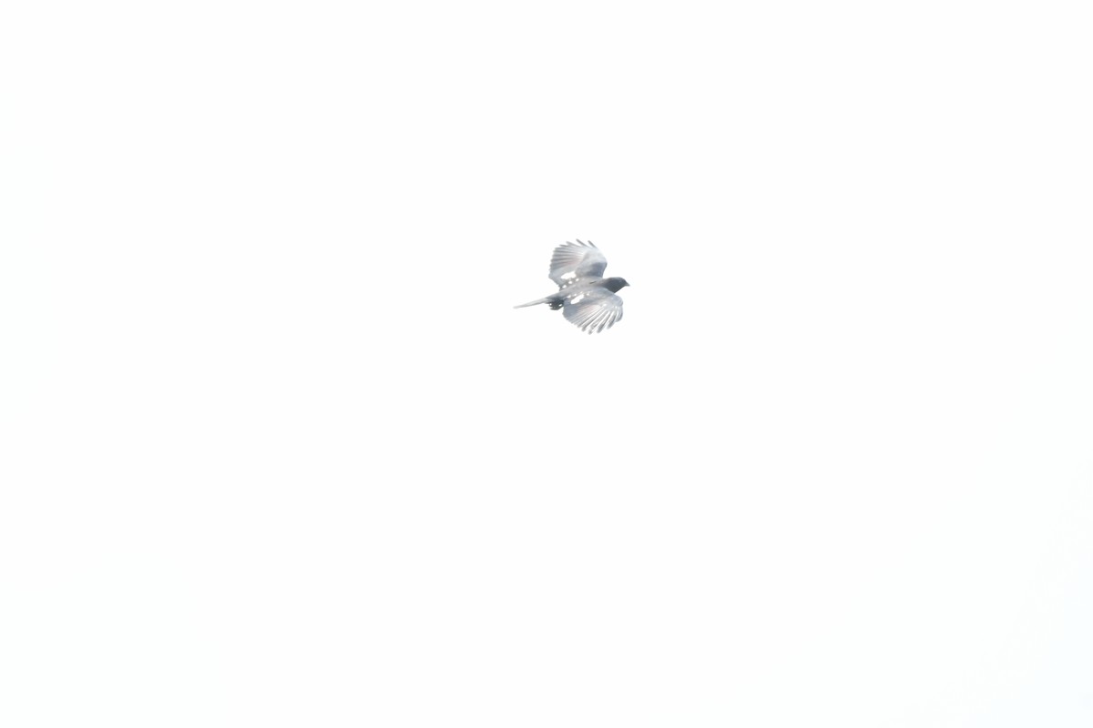 クロカッコウハヤブサ - ML635434259