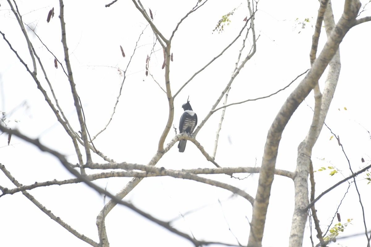 クロカッコウハヤブサ - ML635434285