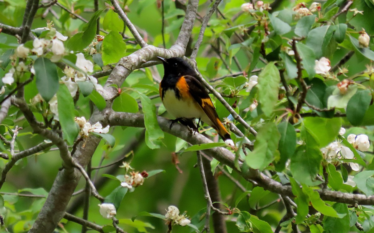 American Redstart - ML635434320