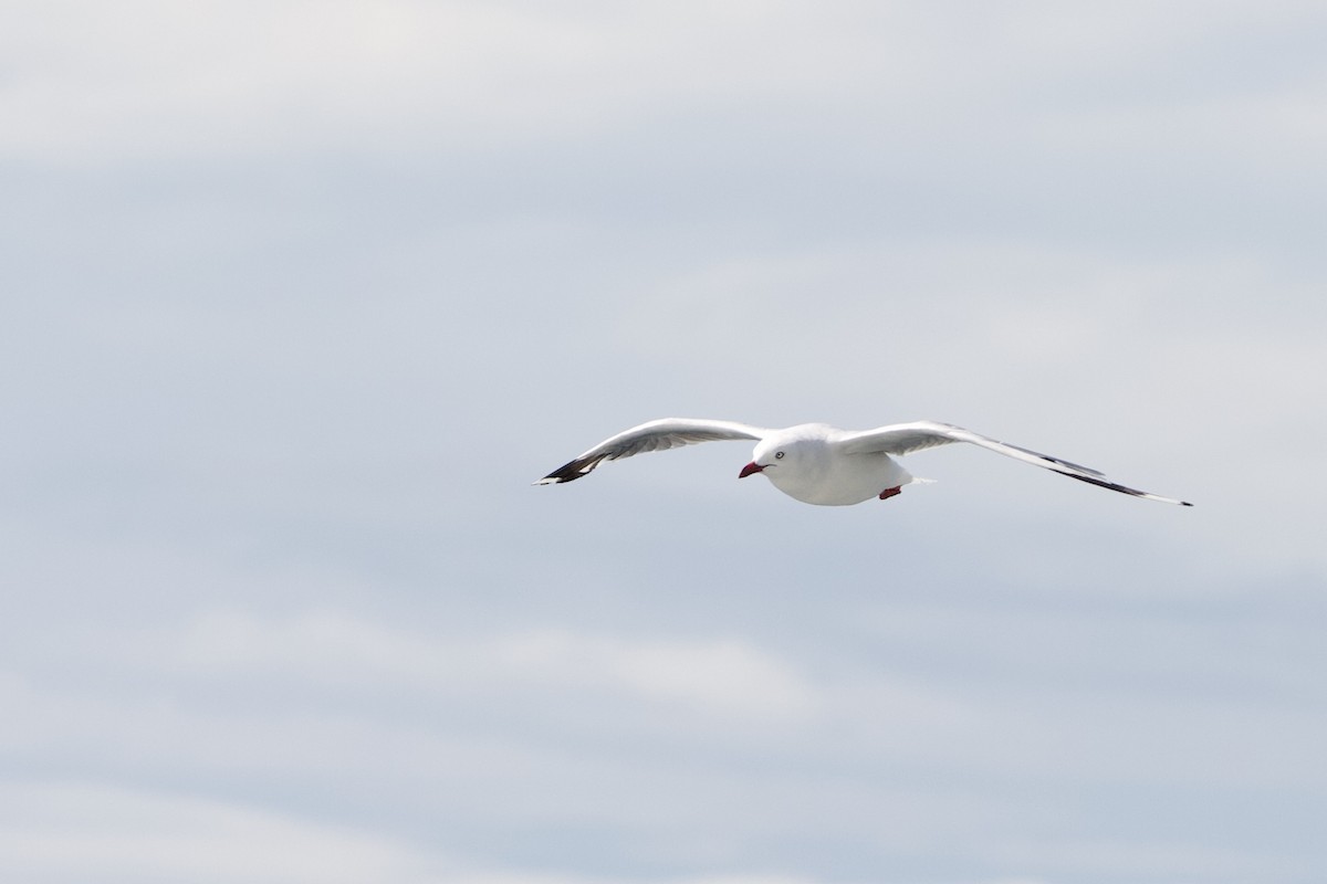 Silver Gull - ML635434402