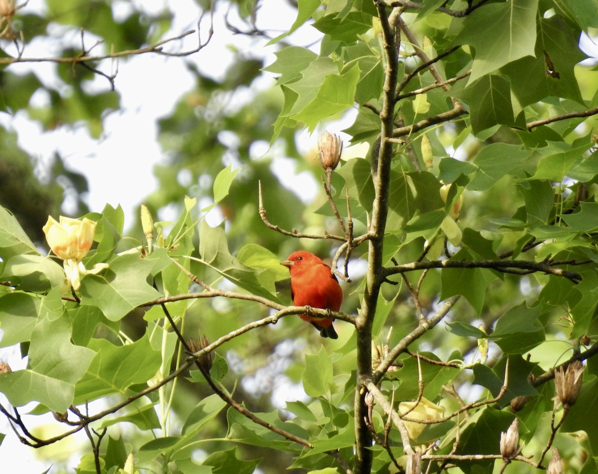 Scarlet Tanager - ML635434423