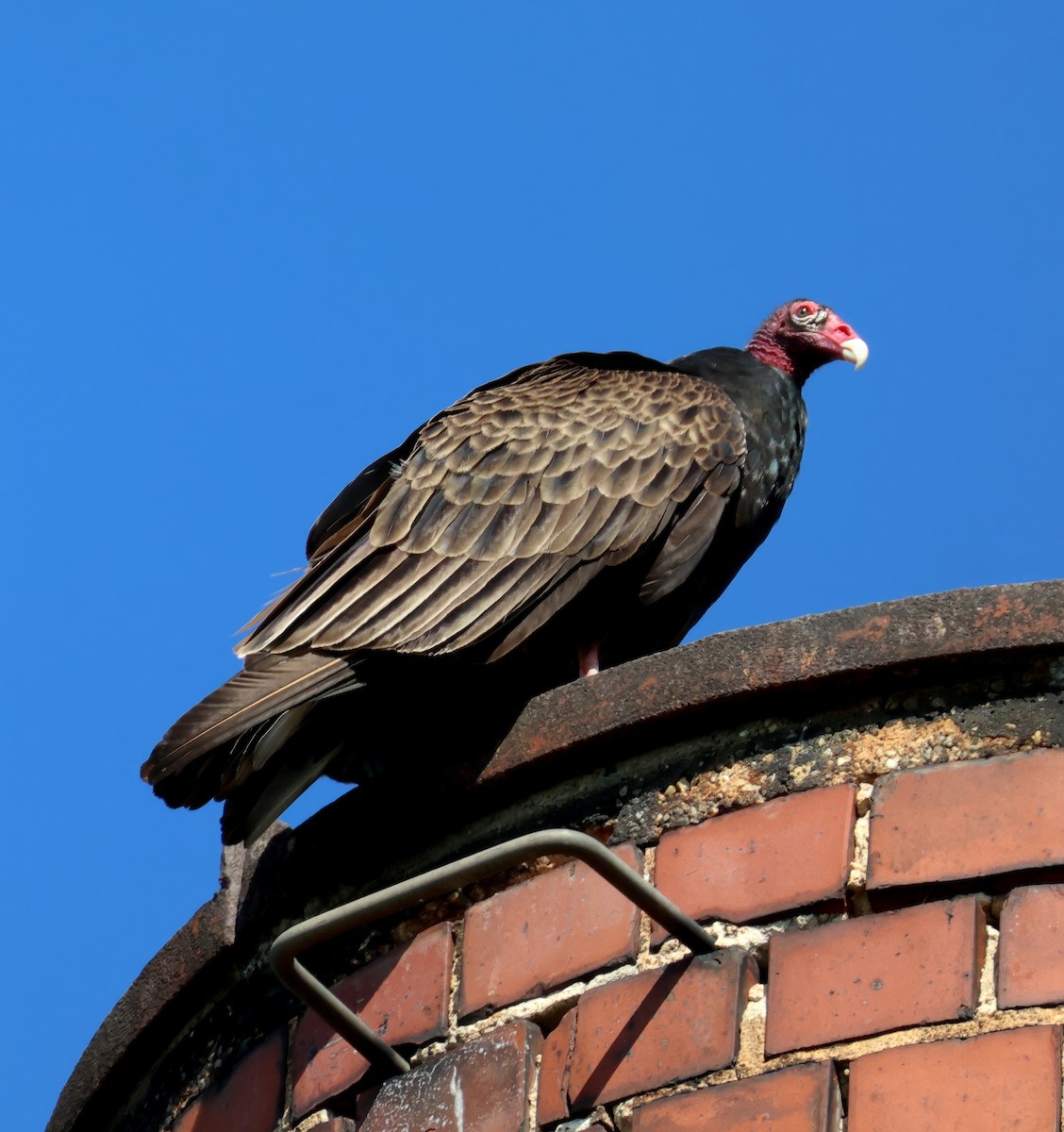 Turkey Vulture - ML635434607