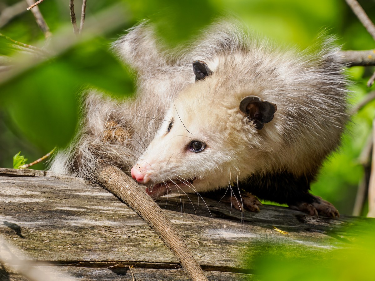Virginia Opossum - Steven Meisel