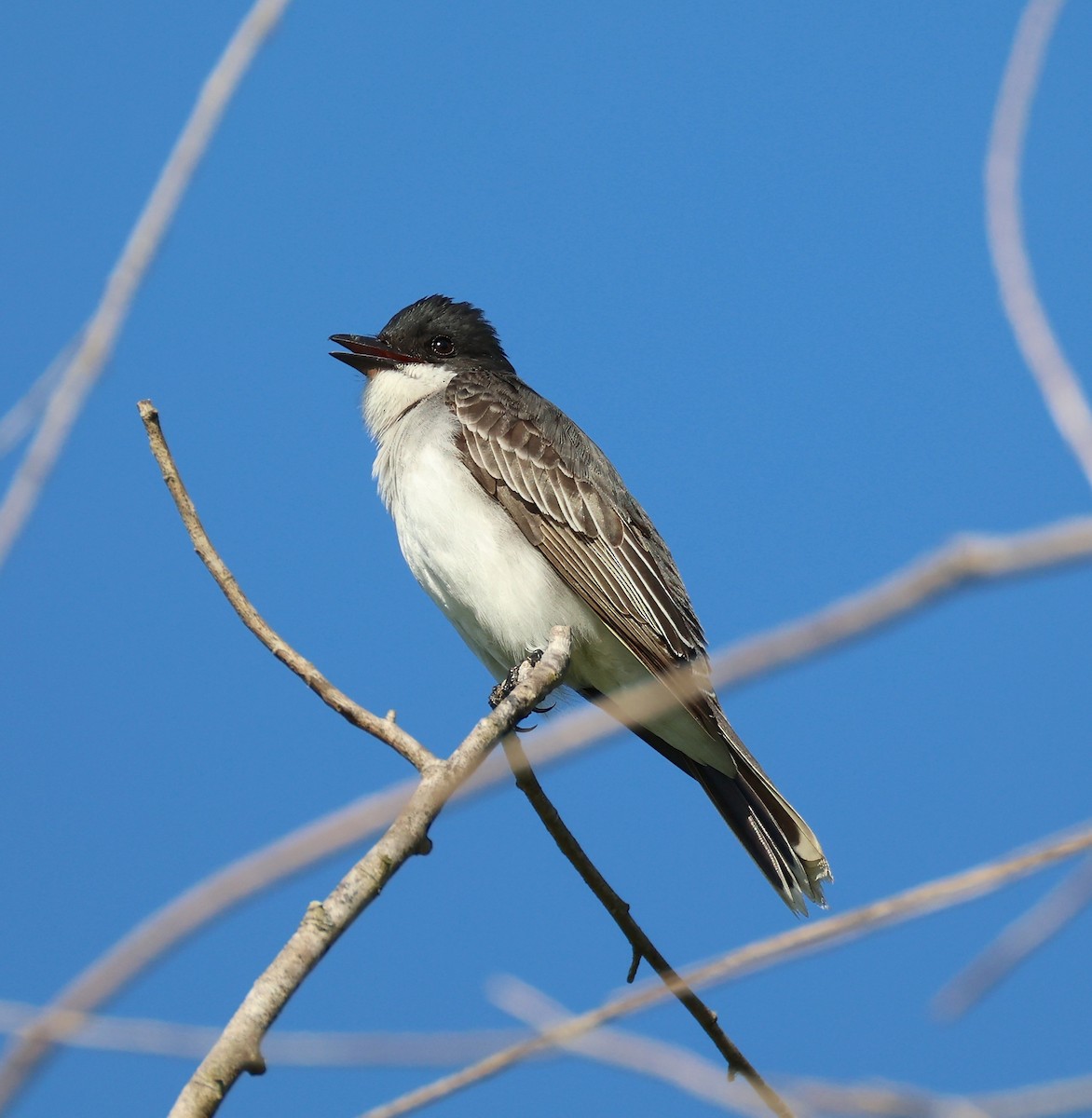 Eastern Kingbird - ML635434623