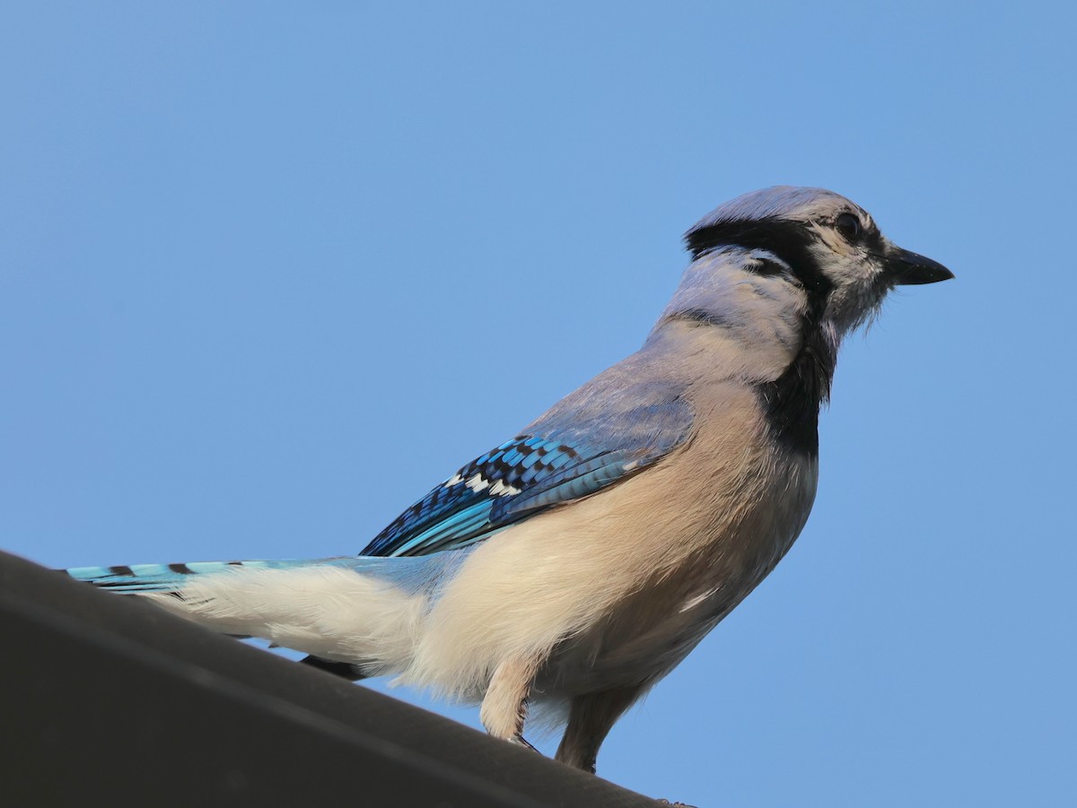 Blue Jay - ML635434629