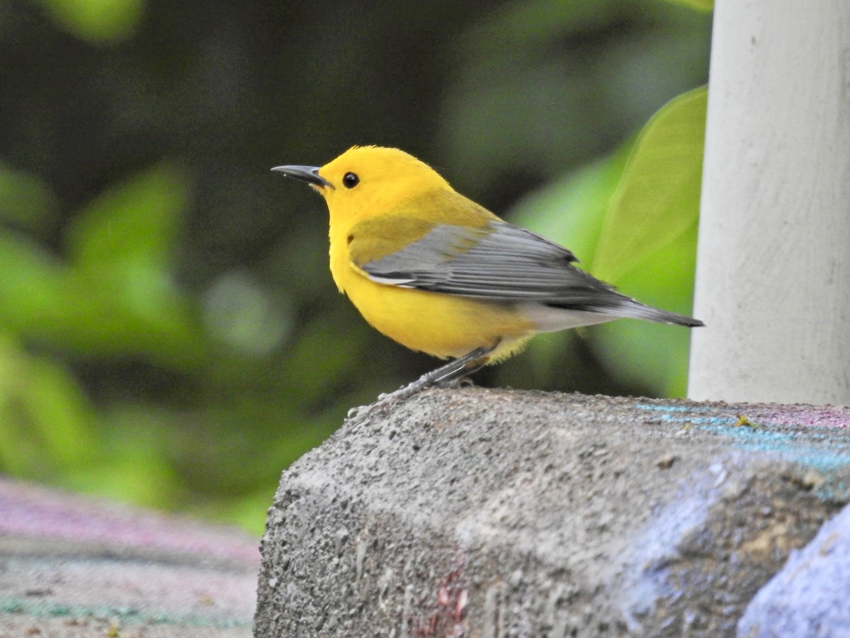 Prothonotary Warbler - ML635434641