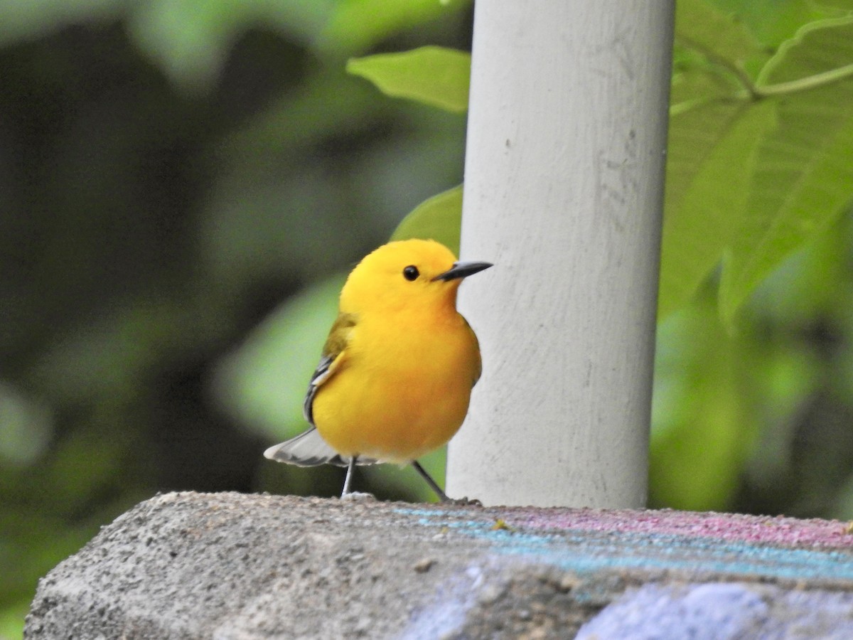 Prothonotary Warbler - ML635434647