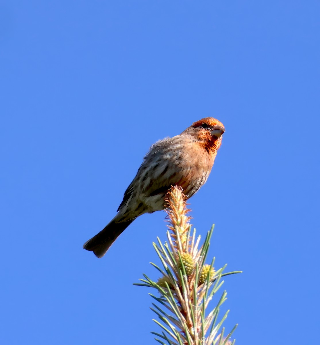 House Finch - ML635434658