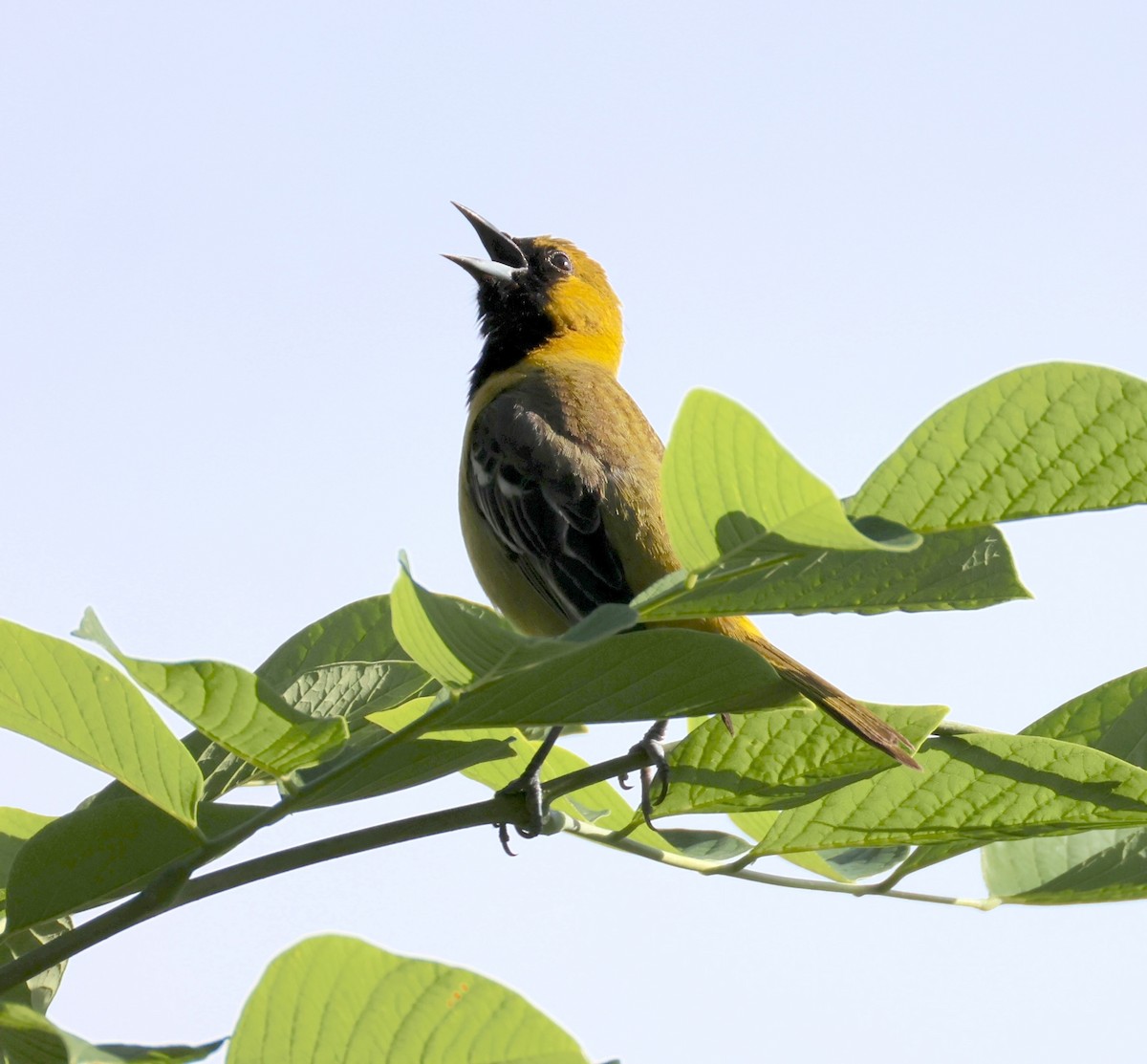 Orchard Oriole - ML635434683