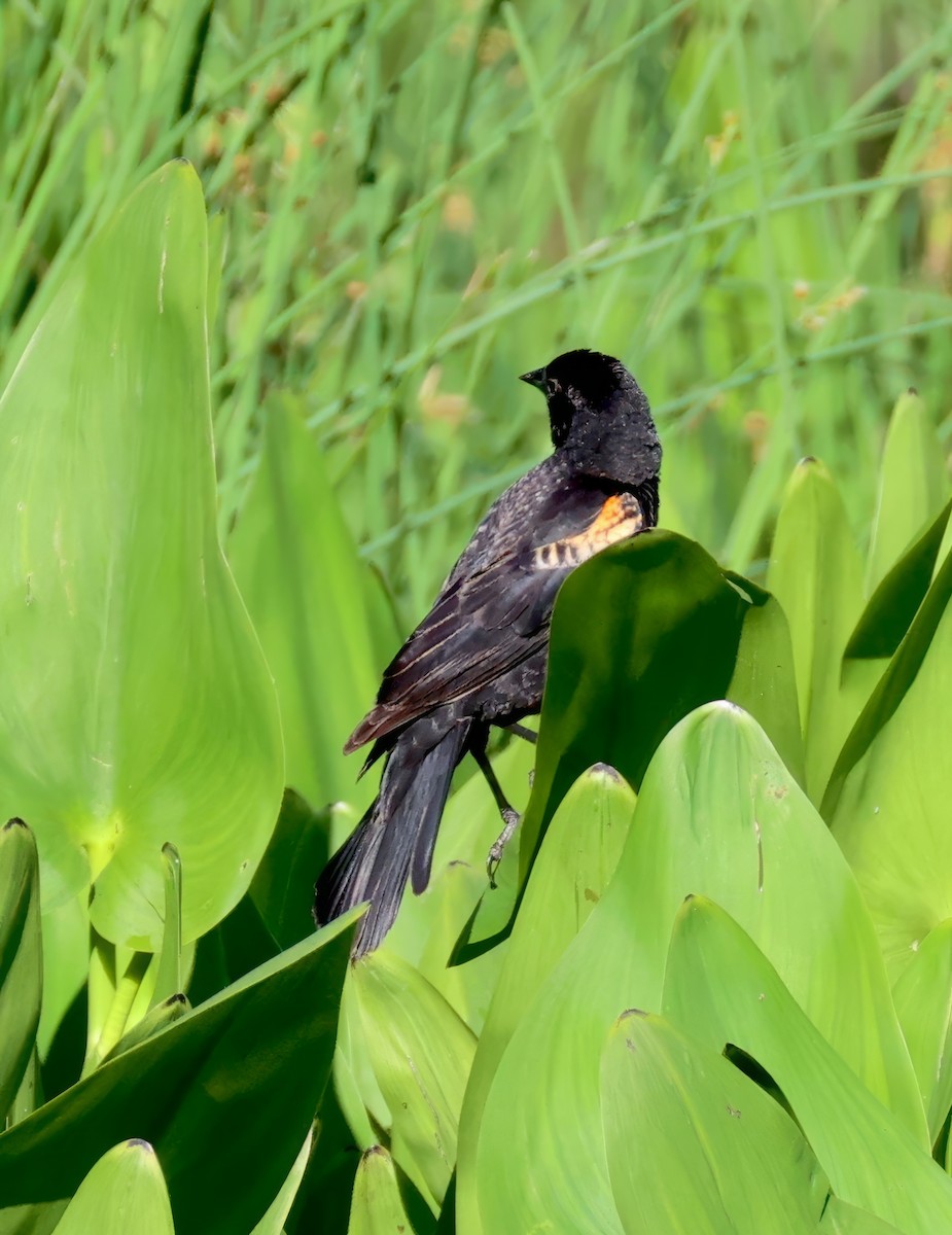Red-winged Blackbird - ML635434705