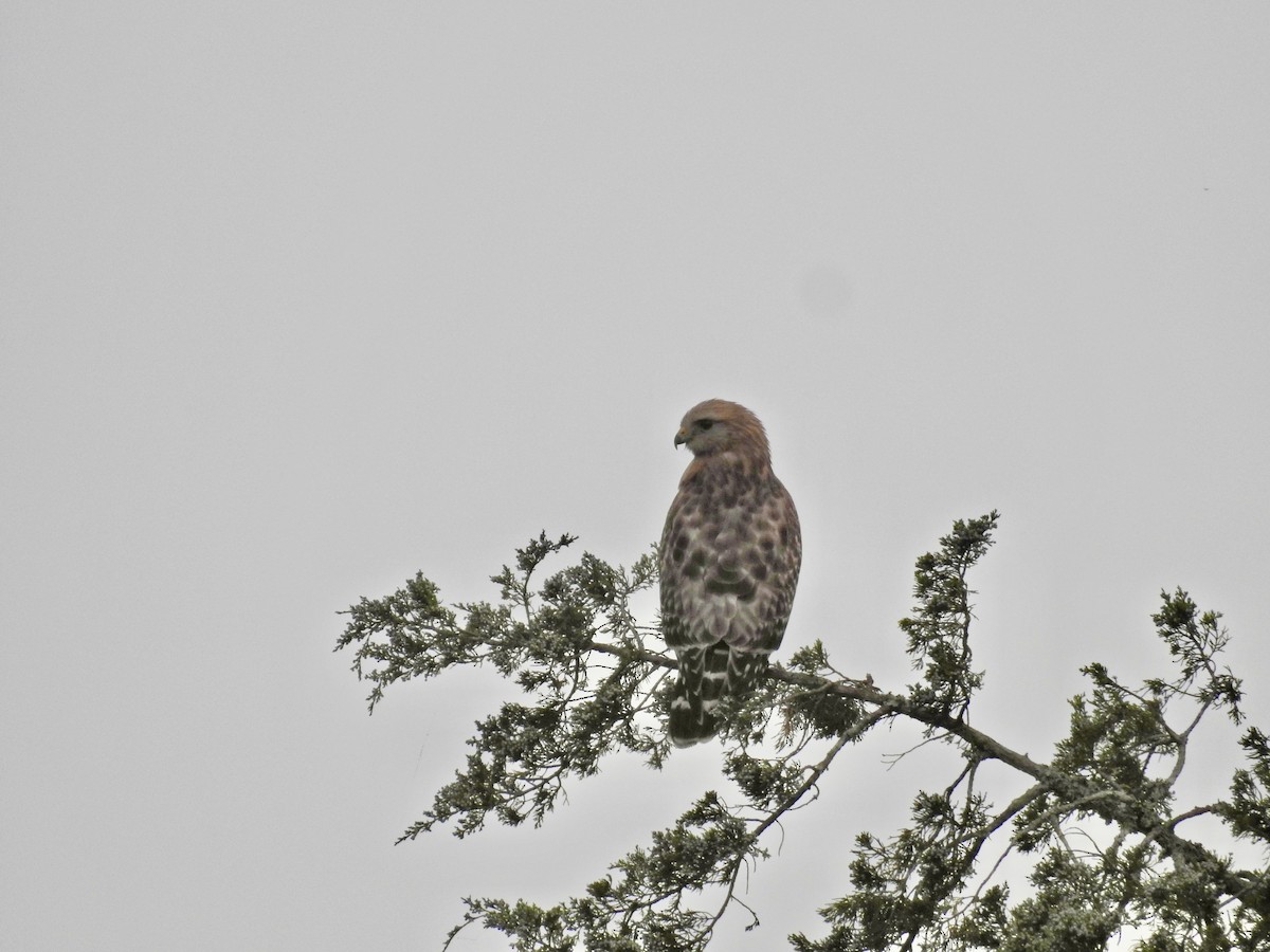 Red-shouldered Hawk - ML635434709