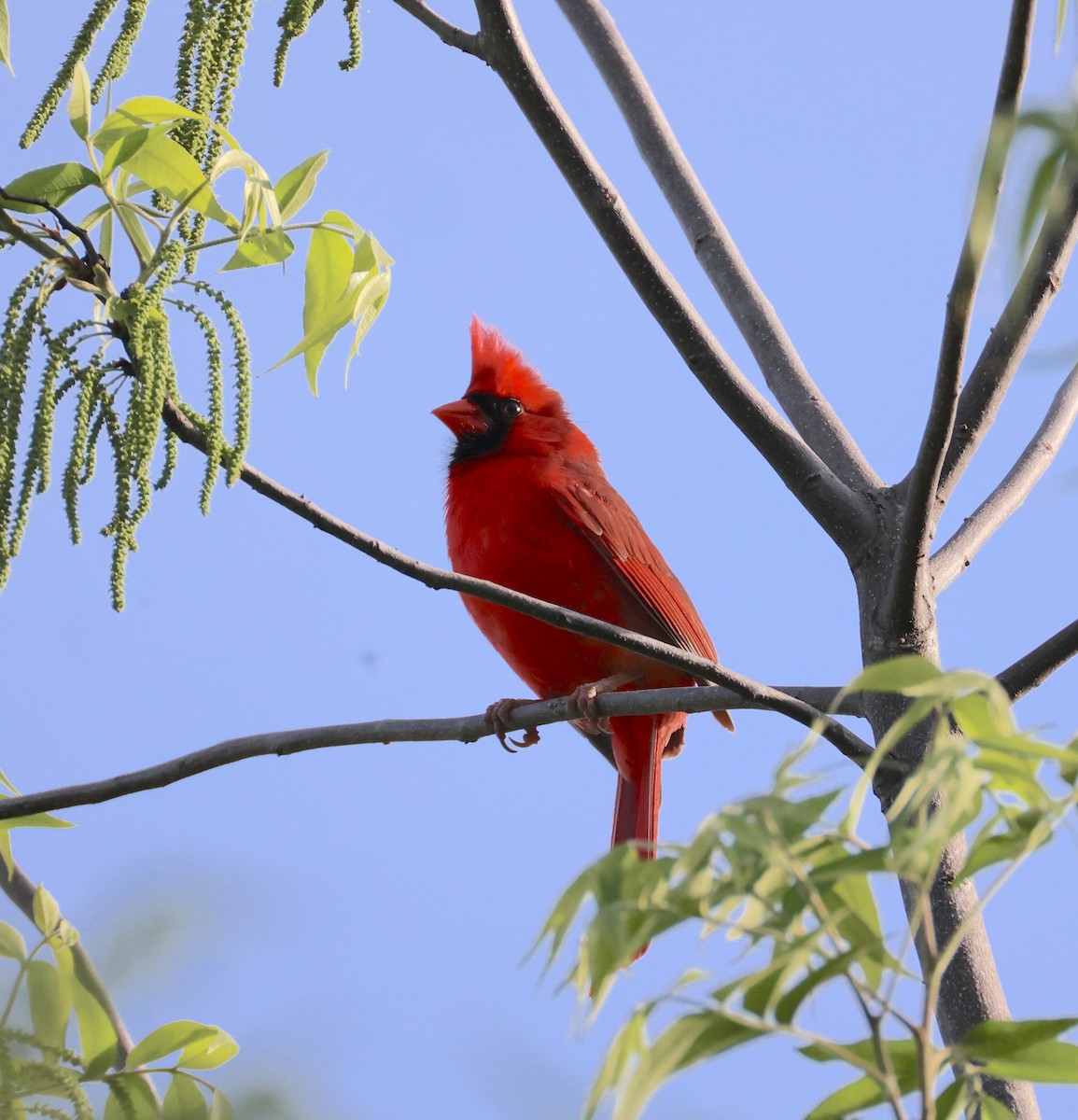 Northern Cardinal - ML635434741