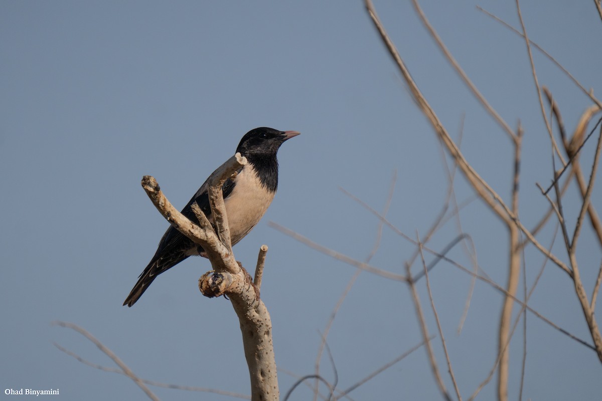 粉紅椋鳥 - ML635434768