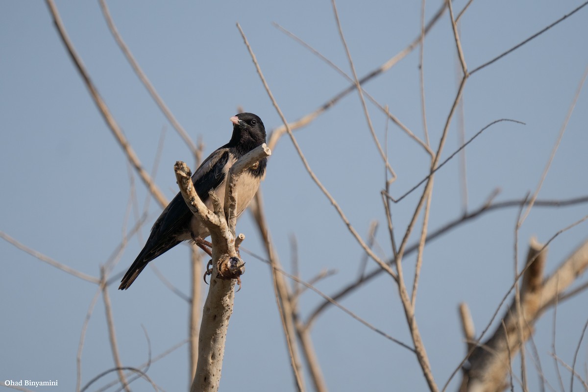 粉紅椋鳥 - ML635434769