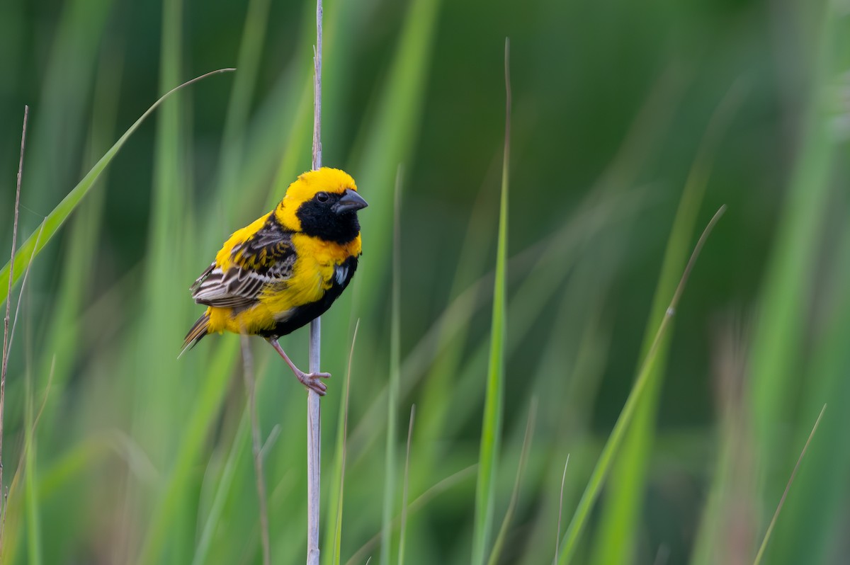 Yellow-crowned Bishop - ML635434858