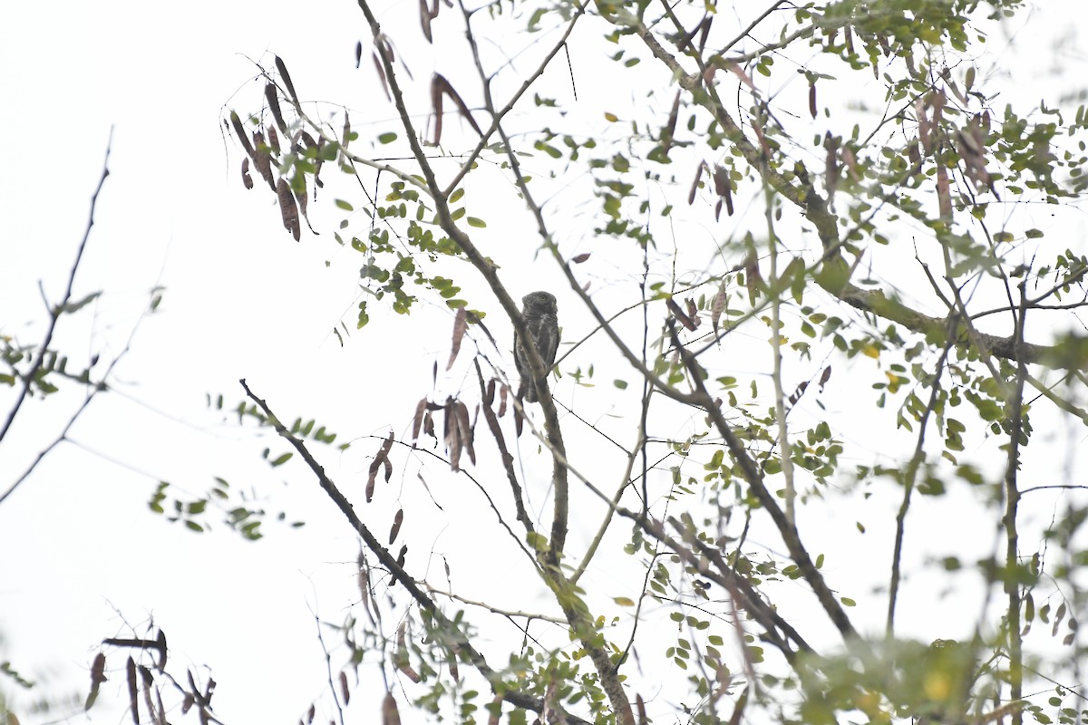 Asian Barred Owlet - ML635434890