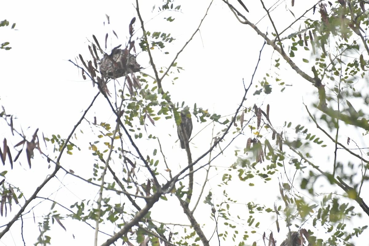 Asian Barred Owlet - ML635434892